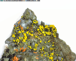  (Candelariella rosulans - DLH-2018-391)  @11 [ ] Unspecified (default): All Rights Reserved  Unspecified Unspecified