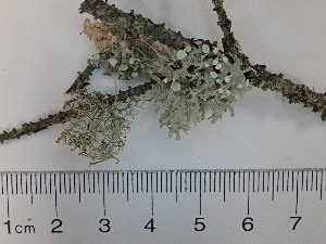  (Ramalina dilacerata - DLH-2018-408)  @11 [ ] Unspecified (default): All Rights Reserved  Unspecified Unspecified