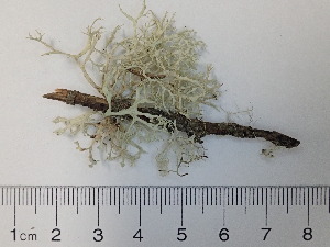  (Ramalina obtusata - DLH-2018-KR2)  @11 [ ] Unspecified (default): All Rights Reserved  Unspecified Unspecified