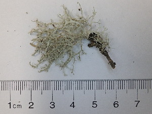  (Ramalina pollinaria - DLH-2018-KR6)  @11 [ ] Unspecified (default): All Rights Reserved  Unspecified Unspecified