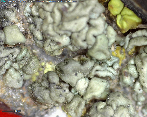  (Pulvinora pringlei - DLH-Tombstone2018-12A)  @11 [ ] Unspecified (default): All Rights Reserved  Unspecified Unspecified
