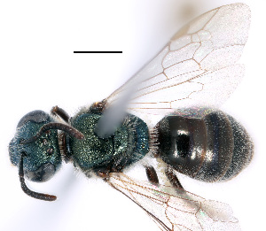 (Lasioglossum cf. strigosigena - BL_JG_#022)  @11 [ ] No Rights Reserved (2022) Unspecified University of Manitoba, Wallis Roughley Museum of Entomology