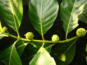  (Morinda citrifolia - BCMML10001GFS)  @11 [ ] Unspecified (default): All Rights Reserved (2015) Roopa. V and N. Mathivanan University of Madras