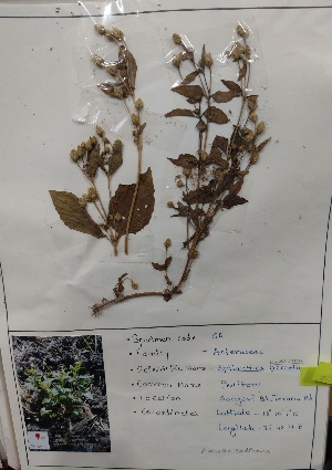  (Acmella radicans - AR)  @11 [ ] c (2022) Department of biotechnology Fergusson college