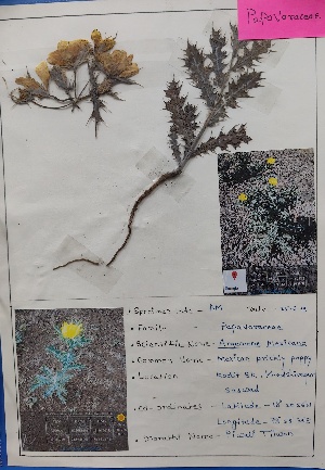  (Argemone - AM)  @11 [ ] c (2022) Department of biotechnology Fergusson college