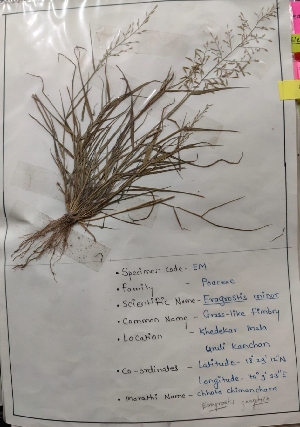  (Eragrostis gangetica - EG)  @11 [ ] c (2022) Department of biotechnology Fergusson college