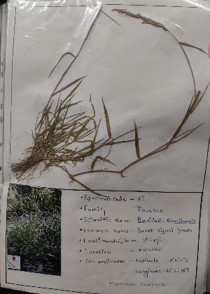  (Moorochloa - ME)  @11 [ ] c (2022) Department of biotechnology Fergusson college