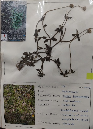  (Tridax - TP)  @11 [ ] c (2022) Department of biotechnology Fergusson college