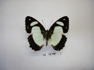  (Pyrrhogyra otolais - DZ 19.746)  @14 [ ] Unspecified (default): All Rights Reserved  Unspecified Unspecified