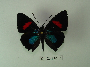  (Callicore hydaspes - DZ 20.212)  @14 [ ] Unspecified (default): All Rights Reserved  Unspecified Unspecified