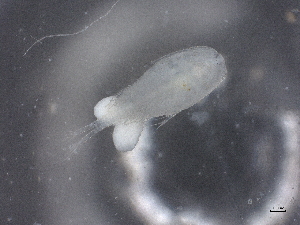  ( - BIOUG72930-H02)  @11 [ ] CreativeCommons - Attribution (2021) CBG Photography Group Centre for Biodiversity Genomics