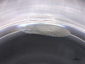  ( - BIOUG74688-C12)  @11 [ ] CreativeCommons - Attribution (2021) CBG Photography Group Centre for Biodiversity Genomics