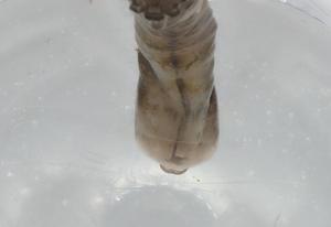  ( - BIOUG74692-E12)  @11 [ ] CreativeCommons - Attribution (2021) Centre for Biodiversity Genomics Centre for Biodiversity Genomics