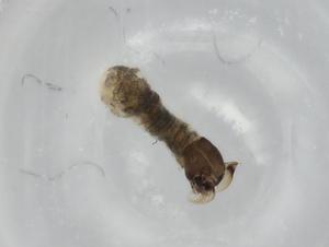  ( - BIOUG74692-F04)  @11 [ ] CreativeCommons - Attribution (2021) Centre for Biodiversity Genomics Centre for Biodiversity Genomics