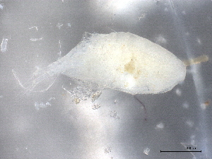  ( - BIOUG74693-H02)  @11 [ ] CreativeCommons - Attribution (2021) CBG Photography Group Centre for Biodiversity Genomics