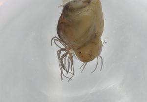  ( - BIOUG74697-G12)  @11 [ ] CreativeCommons - Attribution (2021) Centre for Biodiversity Genomics Centre for Biodiversity Genomics