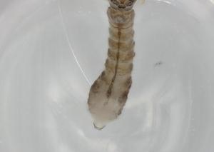  ( - BIOUG74697-H03)  @11 [ ] CreativeCommons - Attribution (2021) Centre for Biodiversity Genomics Centre for Biodiversity Genomics