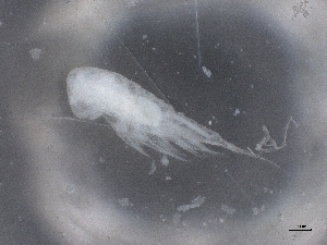  ( - BIOUG74698-B09)  @11 [ ] CreativeCommons - Attribution (2021) CBG Photography Group Centre for Biodiversity Genomics