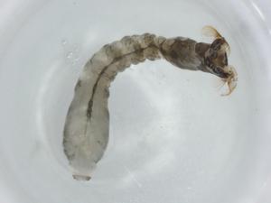  ( - BIOUG74699-A10)  @11 [ ] CreativeCommons - Attribution (2021) Centre for Biodiversity Genomics Centre for Biodiversity Genomics