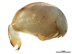  ( - CHARS00292-B09)  @11 [ ] CreativeCommons - Attribution (2019) CBG Photography Group Centre for Biodiversity Genomics