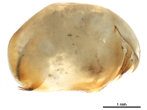  ( - CHARS00292-B10)  @11 [ ] CreativeCommons - Attribution (2019) CBG Photography Group Centre for Biodiversity Genomics