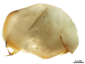  ( - CHARS00292-C08)  @11 [ ] CreativeCommons - Attribution (2019) CBG Photography Group Centre for Biodiversity Genomics
