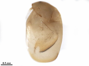  ( - CHARS00292-F03)  @11 [ ] CreativeCommons - Attribution (2019) CBG Photography Group Centre for Biodiversity Genomics