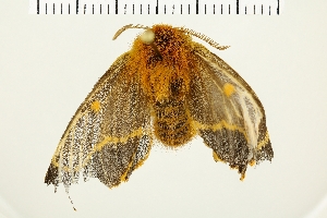  ( - NMPC-LEP-0170)  @11 [ ] CreativeCommons - Attribution Non-Commercial Share-Alike (2019) Jan Sumpich National Museum of Natural History, Prague
