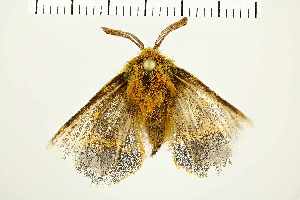  ( - NMPC-LEP-0261)  @11 [ ] CreativeCommons - Attribution Non-Commercial Share-Alike (2019) Jan Sumpich National Museum of Natural History, Prague