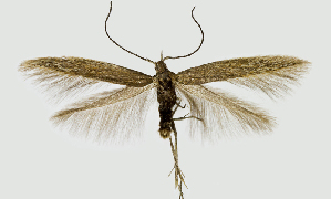  (Coleophora intermixta - NMPC-LEP-0423)  @11 [ ] CreativeCommons - Attribution Non-Commercial Share-Alike (2019) Jan Sumpich National Museum of Natural History, Prague