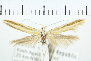  (Coleophora famella - NMPC-LEP-0453)  @14 [ ] CreativeCommons - Attribution Non-Commercial Share-Alike (2019) Jan Sumpich National Museum of Natural History, Prague