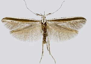  (Coleophora callipepla - NMPC-LEP-0465)  @13 [ ] CreativeCommons - Attribution Non-Commercial Share-Alike (2019) Jan Sumpich National Museum of Natural History, Prague