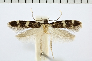  ( - NMPC-LEP-0225)  @11 [ ] CreativeCommons - Attribution Non-Commercial Share-Alike (2017) Jan Sumpich National Museum of Natural History, Prague