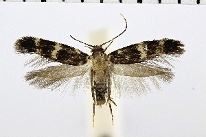  ( - NMPC-LEP-0284)  @11 [ ] CreativeCommons - Attribution Non-Commercial Share-Alike (2018) Jan Sumpich National Museum of Natural History, Prague