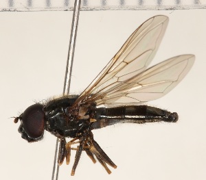  ( - KLM Dip 00311)  @11 [ ] CreativeCommons Attribution NonCommercial ShareAlike (2020) Helge Heimburg Landesmuseum Kaernten