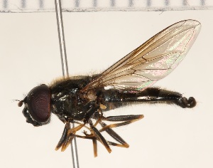  ( - KLM Dip 00312)  @11 [ ] CreativeCommons Attribution NonCommercial ShareAlike (2020) Helge Heimburg Landesmuseum Kaernten