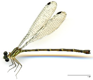  (Archaeopodagrion - WH-EO-182)  @11 [ ] CreativeCommons  Attribution Non-Commercial (by-nc) (2017) William Haber University of Connecticut