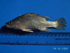 ( - DO-AK 001)  @12 [ ] Unspecified (default): All Rights Reserved  Unspecified Unspecified