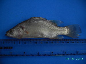  ( - DO-AK 004)  @12 [ ] Unspecified (default): All Rights Reserved  Unspecified Unspecified