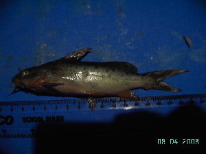  (Synodontis victoriae - DO-AK 093)  @13 [ ] Unspecified (default): All Rights Reserved  Unspecified Unspecified