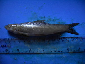  ( - DO-AR029)  @13 [ ] Unspecified (default): All Rights Reserved  Unspecified Unspecified