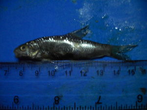  ( - DO-NYL028)  @12 [ ] Unspecified (default): All Rights Reserved  Unspecified Unspecified