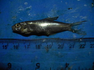  ( - DO-NYL030)  @12 [ ] Unspecified (default): All Rights Reserved  Unspecified Unspecified