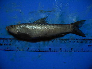  ( - DO-NYL037)  @13 [ ] Unspecified (default): All Rights Reserved  Unspecified Unspecified