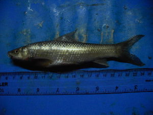  ( - DO-NYL044)  @13 [ ] Unspecified (default): All Rights Reserved  Unspecified Unspecified