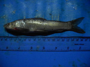  ( - DO-NYL047)  @13 [ ] Unspecified (default): All Rights Reserved  Unspecified Unspecified