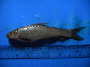  ( - DO-NYU009)  @13 [ ] Unspecified (default): All Rights Reserved  Unspecified Unspecified