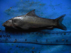  ( - DO-NZ003)  @13 [ ] Unspecified (default): All Rights Reserved  Unspecified Unspecified