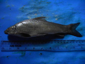  ( - DO-NZ006)  @13 [ ] Unspecified (default): All Rights Reserved  Unspecified Unspecified