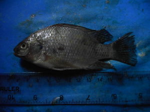  ( - DO-NZ014)  @12 [ ] Unspecified (default): All Rights Reserved  Unspecified Unspecified